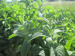 Image of Horse Mint