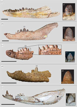 Image of Notosuchia