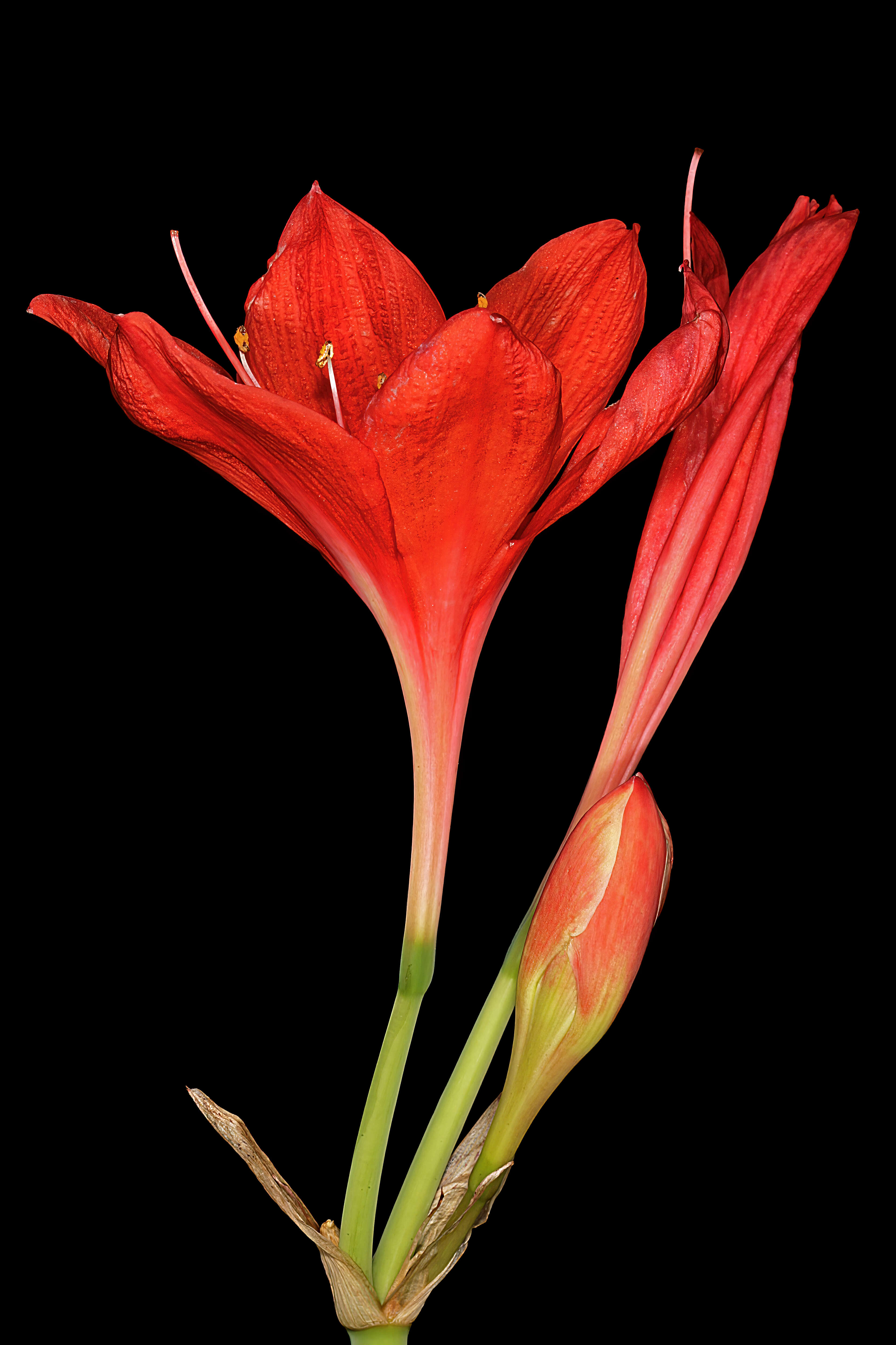 Image of George lily, Scarborough lily