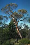 Слика од Eucalyptus oldfieldii F. Müll.