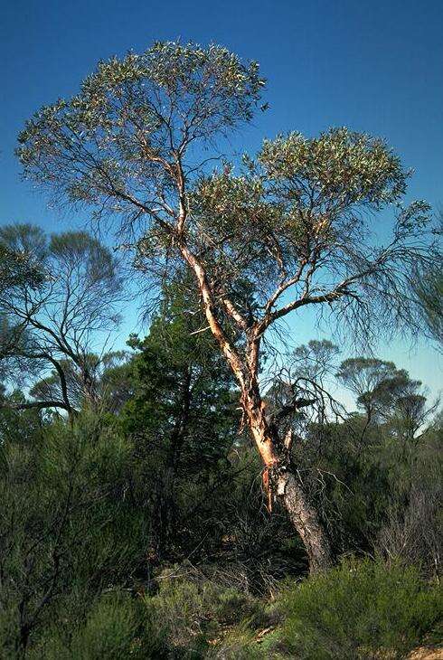 Слика од Eucalyptus oldfieldii F. Müll.