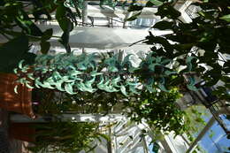 Image of Jade Vine