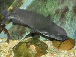 Image of channel catfish