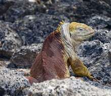 Image of Galapagos Land Iguana