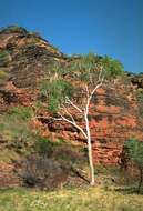 Plancia ëd Corymbia dichromophloia (F. Müll.) K. D. Hill & L. A. S. Johnson