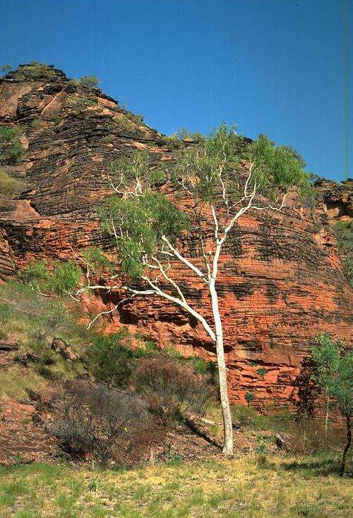 Plancia ëd Corymbia dichromophloia (F. Müll.) K. D. Hill & L. A. S. Johnson