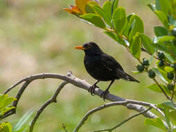 Image of Psidium cattleyanum