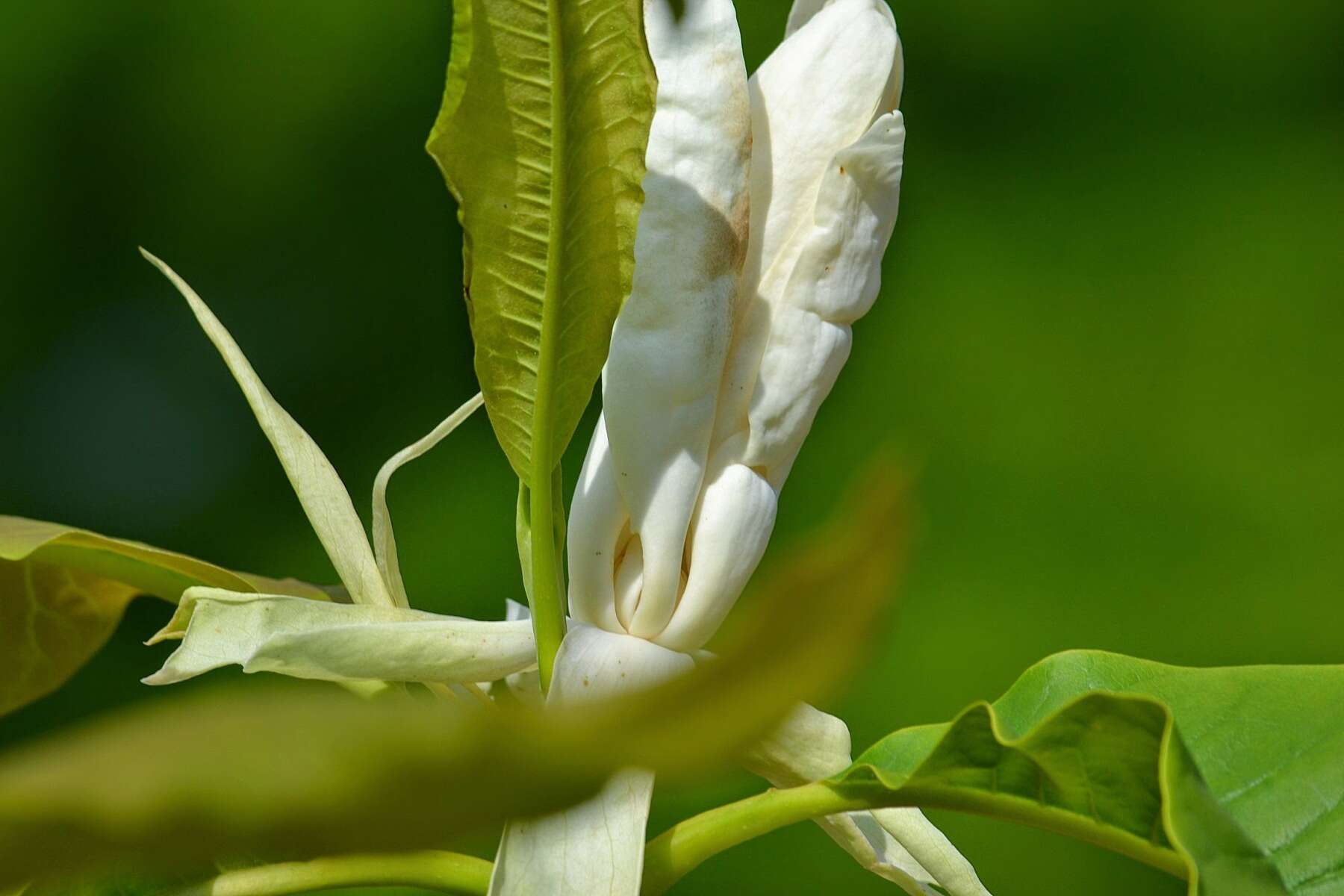 Sivun Magnolia tripetala (L.) L. kuva