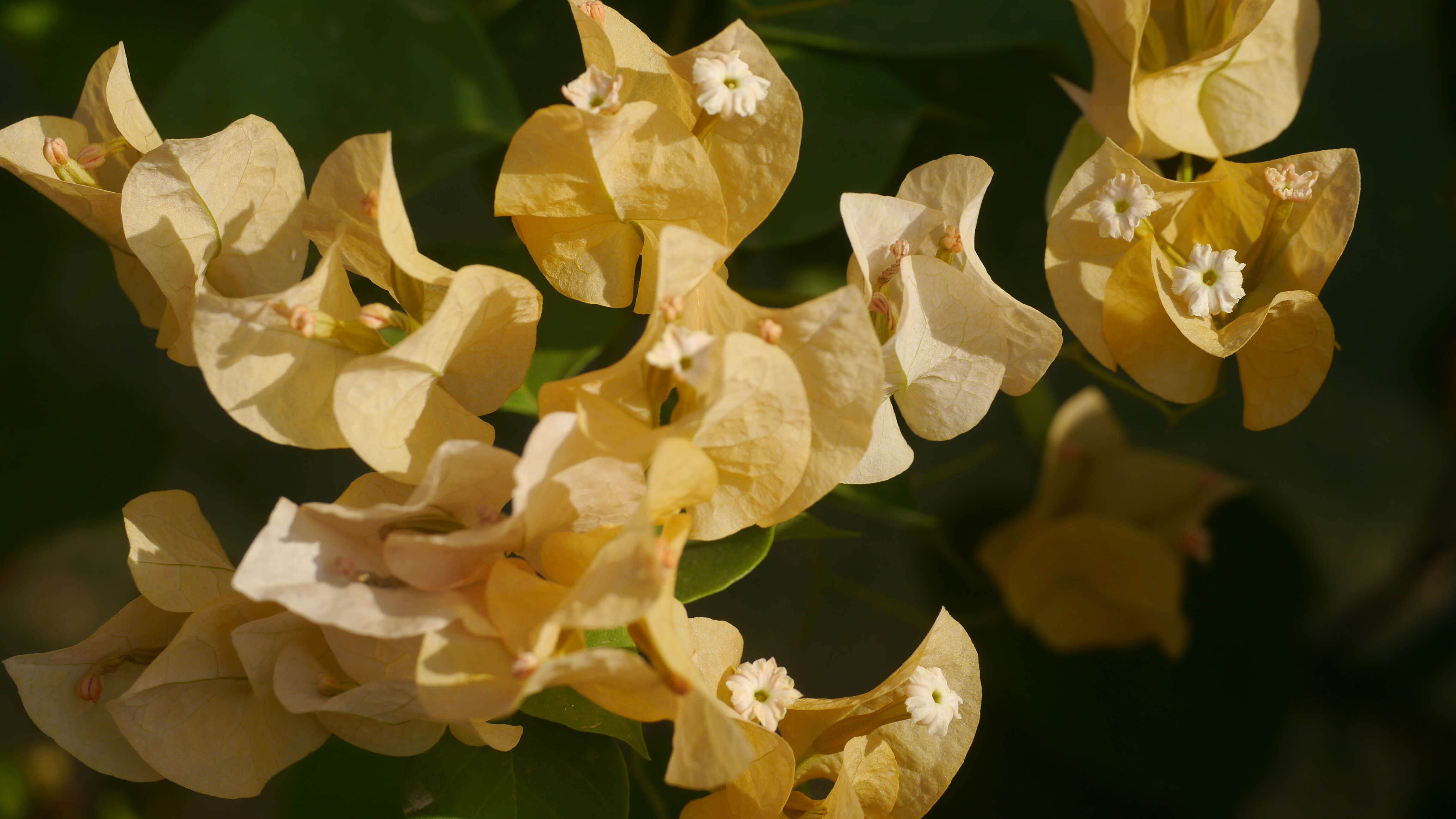 Image of paperflower