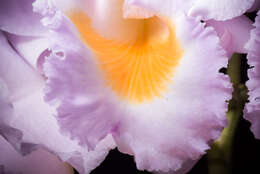 Imagem de Cattleya schroederae (Rchb. fil.) Sander