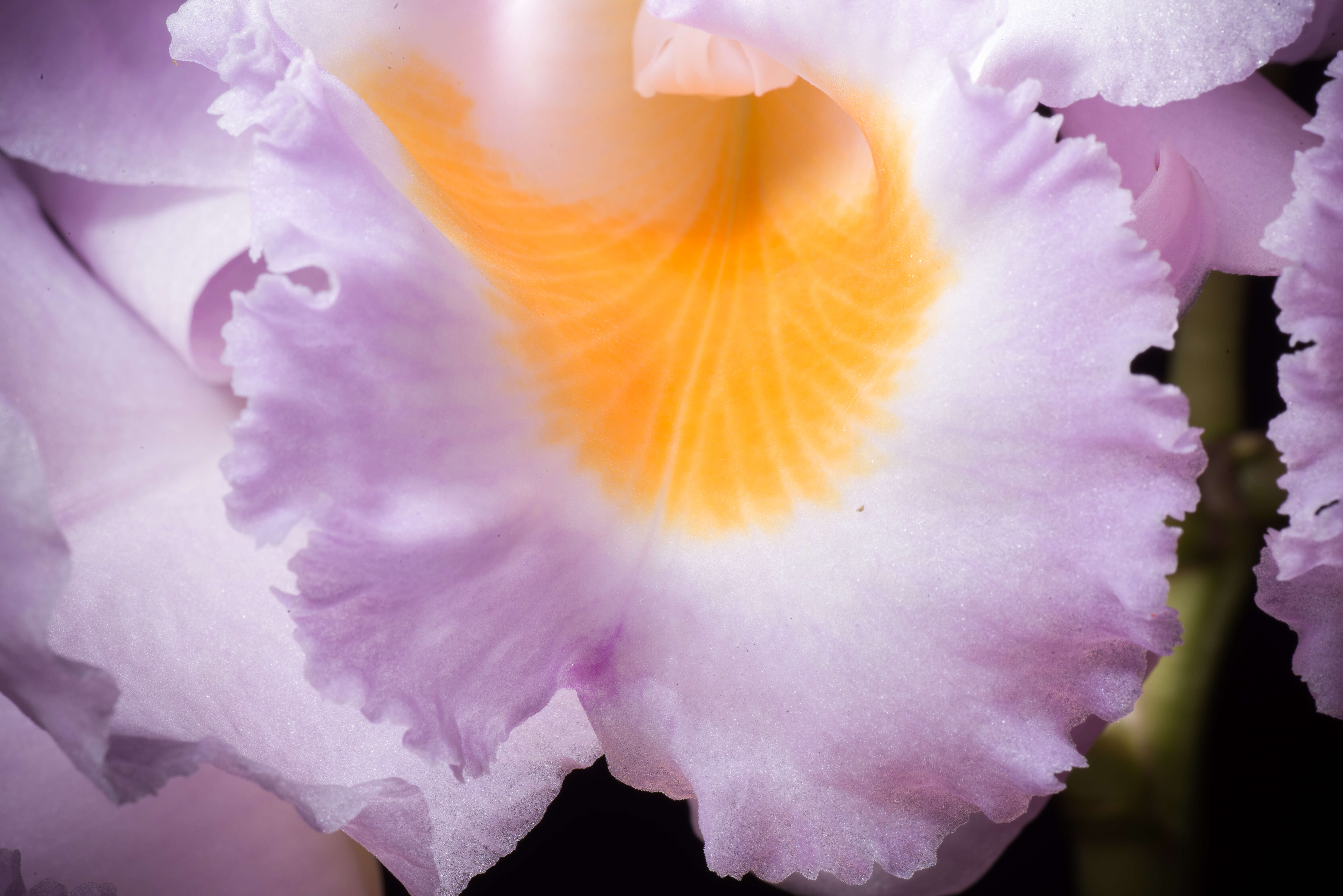 Image of Cattleya schroederae (Rchb. fil.) Sander