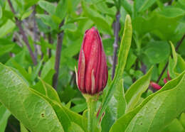 Image de Calycanthus occidentalis Hook. & Arn.