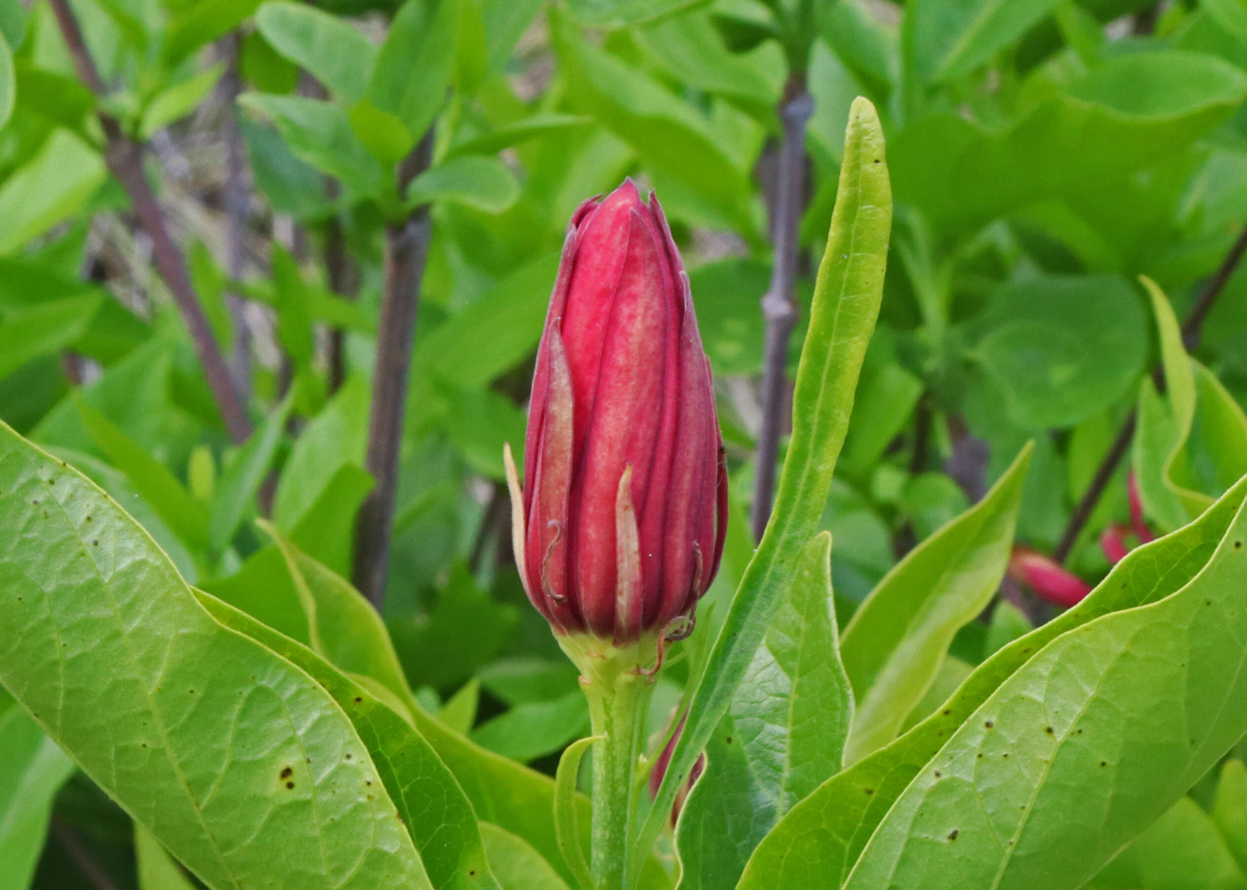 Image of western sweetshrub