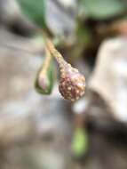 Image of Puccinia mariae-wilsoniae Clinton 1873