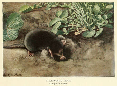 Image of Townsend's Mole