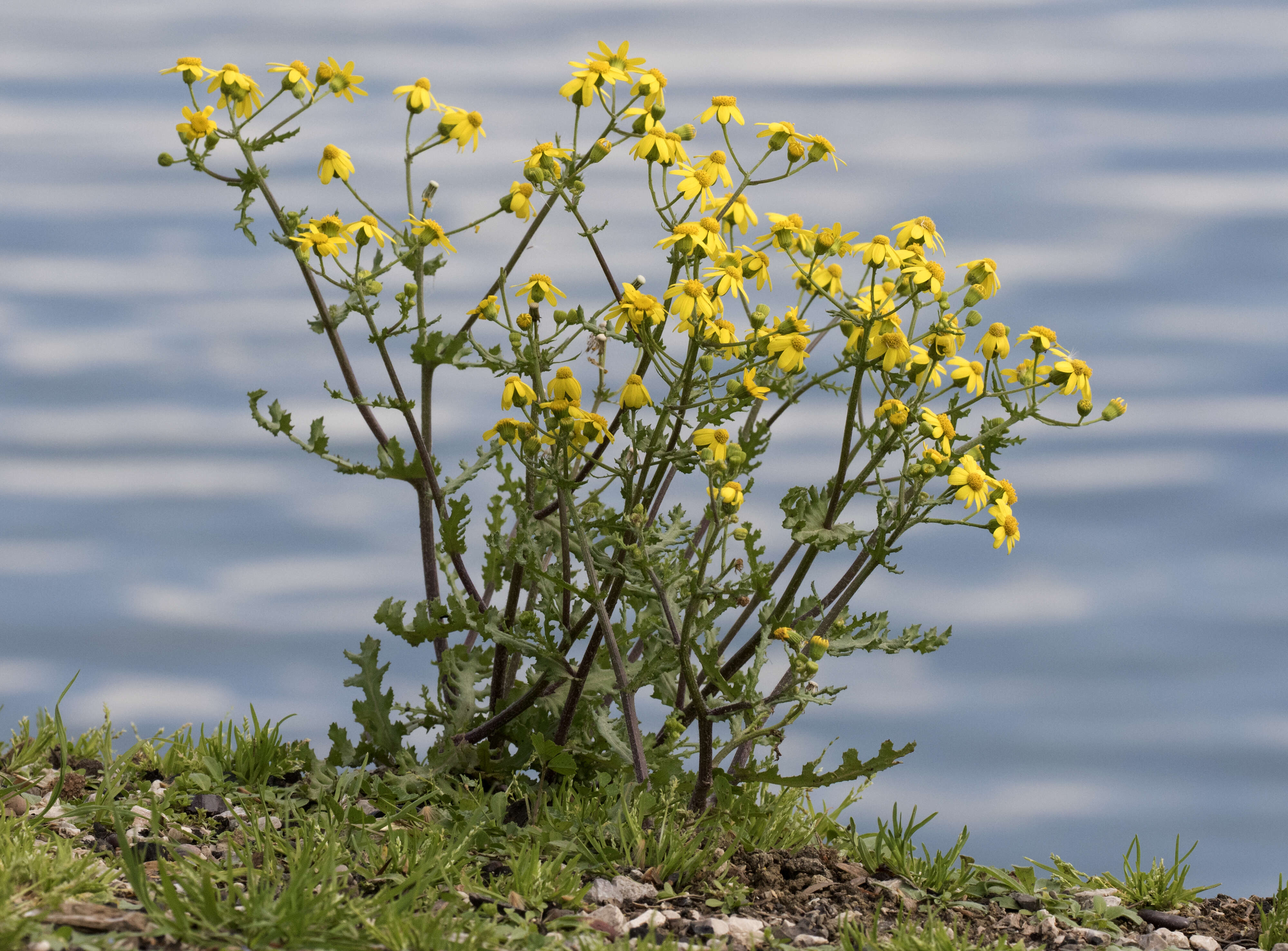 Image of eastern groundsel