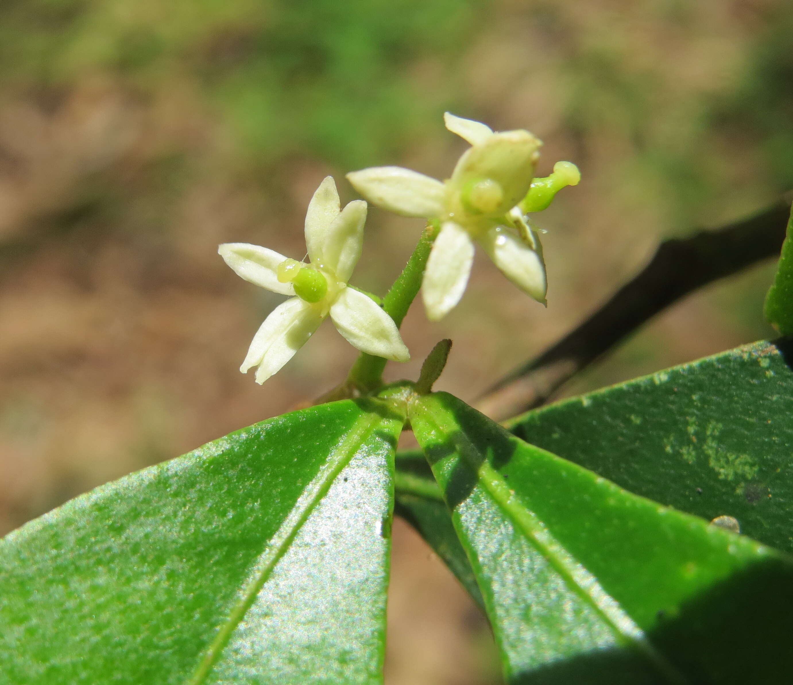 Image of Zanthoxylum ovalifolium Wight