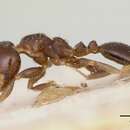 Image of Gauromyrmex