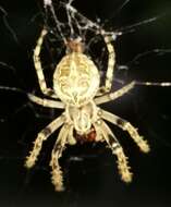 Image of Gray Cross Spider