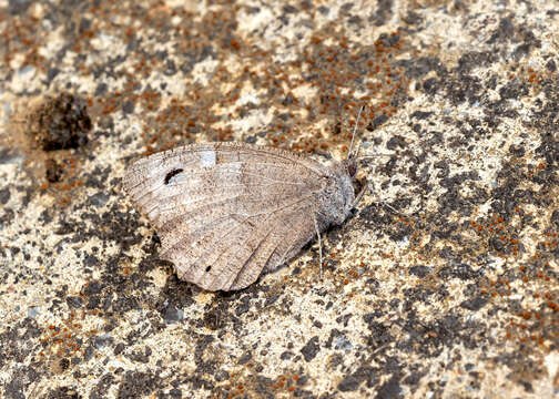 Image of Tree Grayling