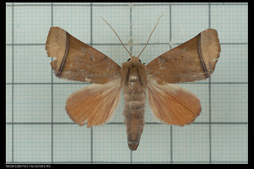 Image of Carea varipes Walker 1856