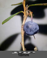 Image of alpine bilberry