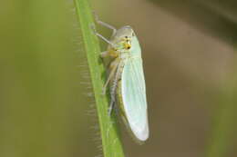 Image of Cicadella viridis (Linnaeus 1758)