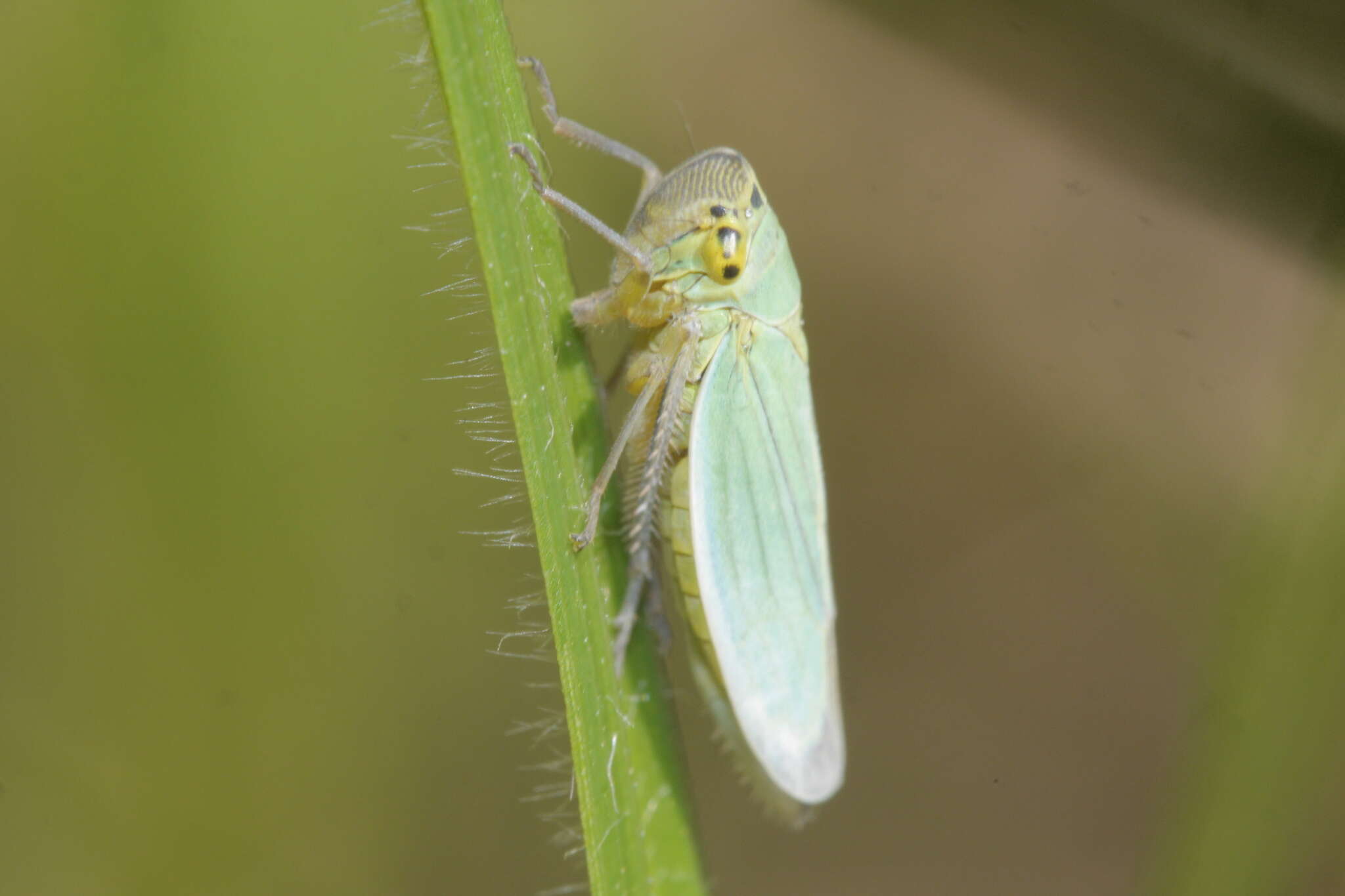 Image of Cicadella viridis (Linnaeus 1758)