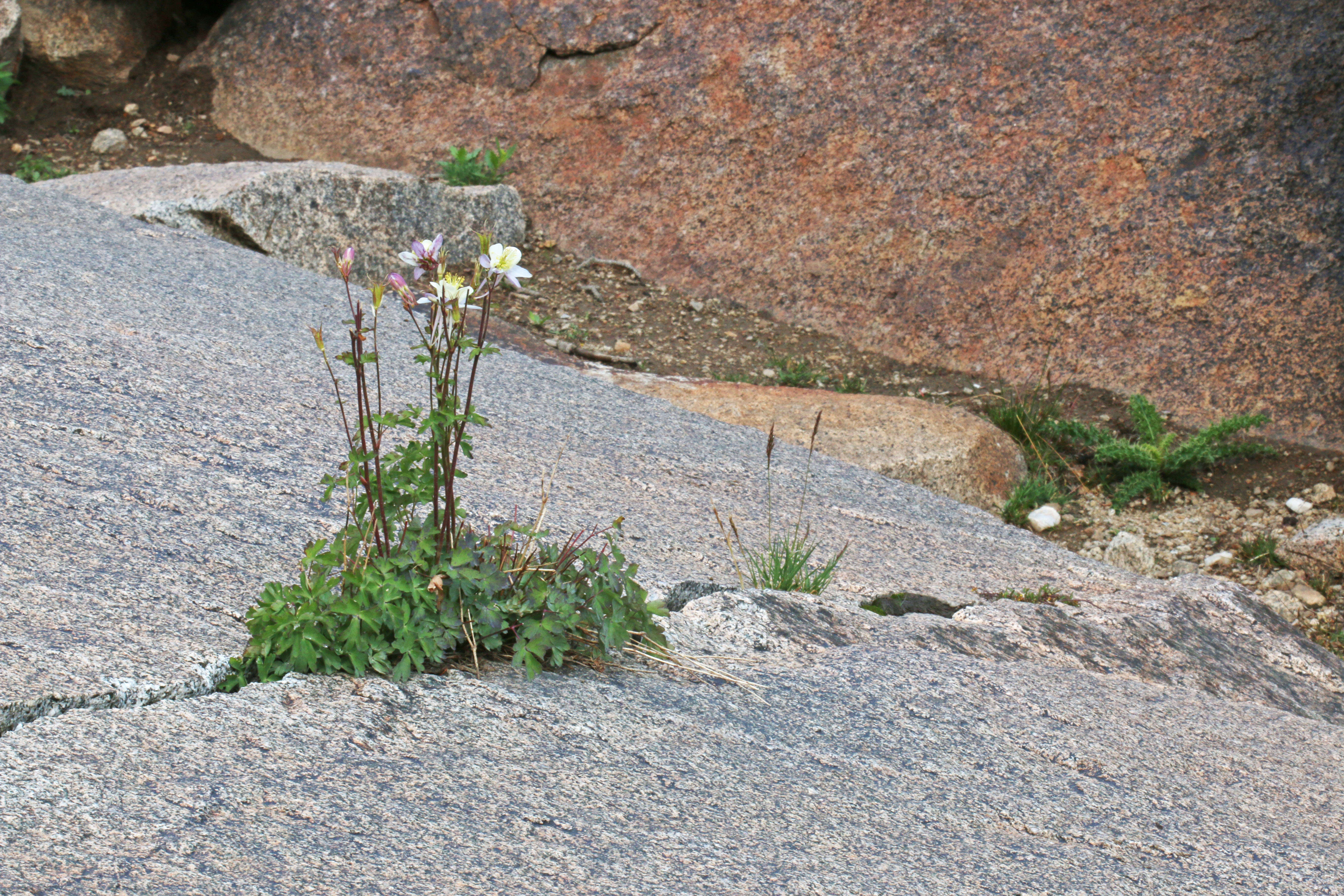 Image of Colorado blue columbine