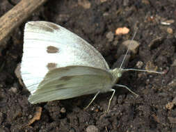 Image of small white