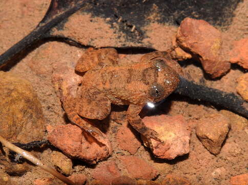 Image of Castle Rock Wrinkled Frog