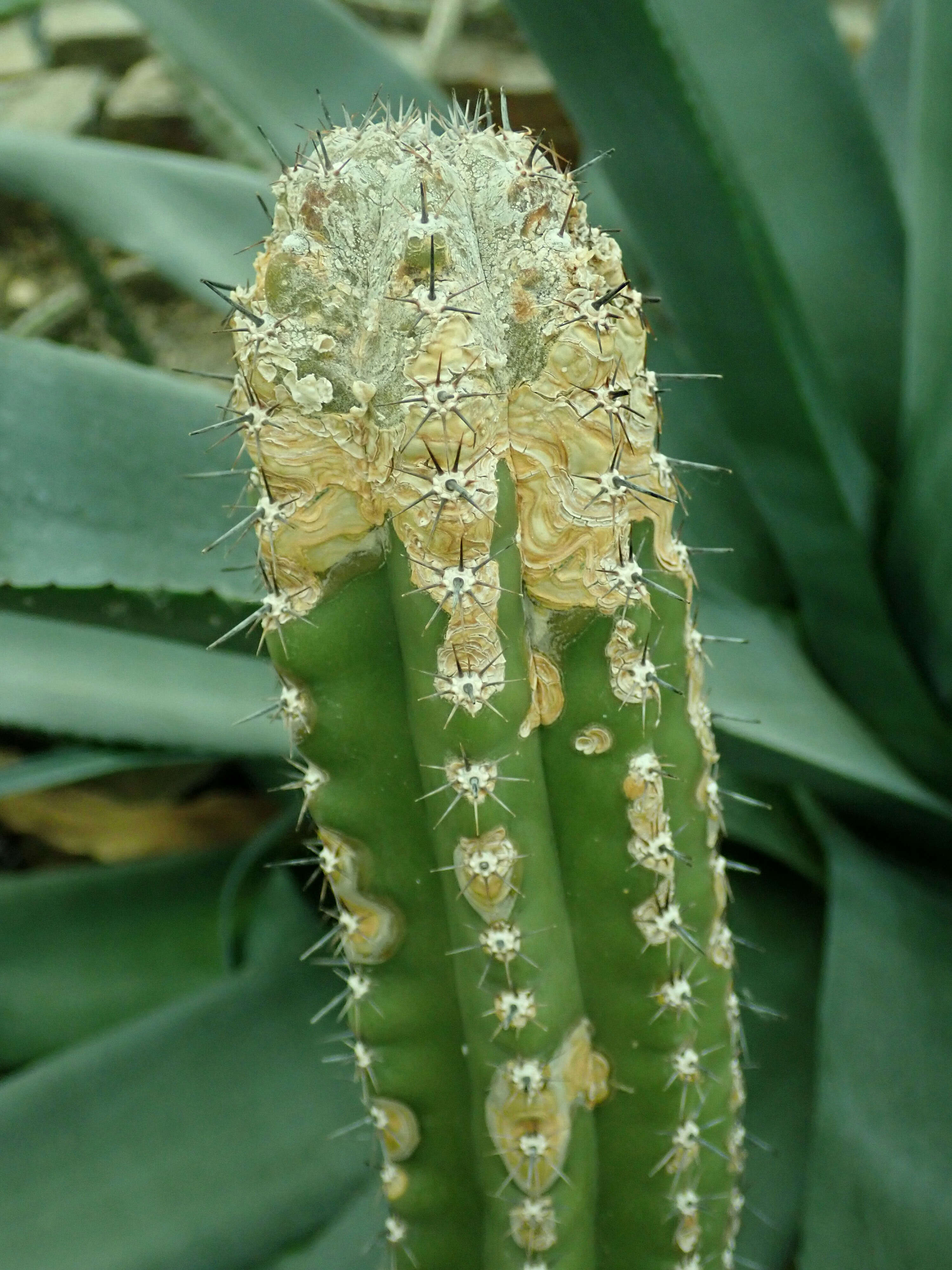 Image of Stenocereus stellatus (Pfeiff.) Riccob.