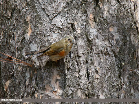 Image of Orange-flanked Bush-Robin