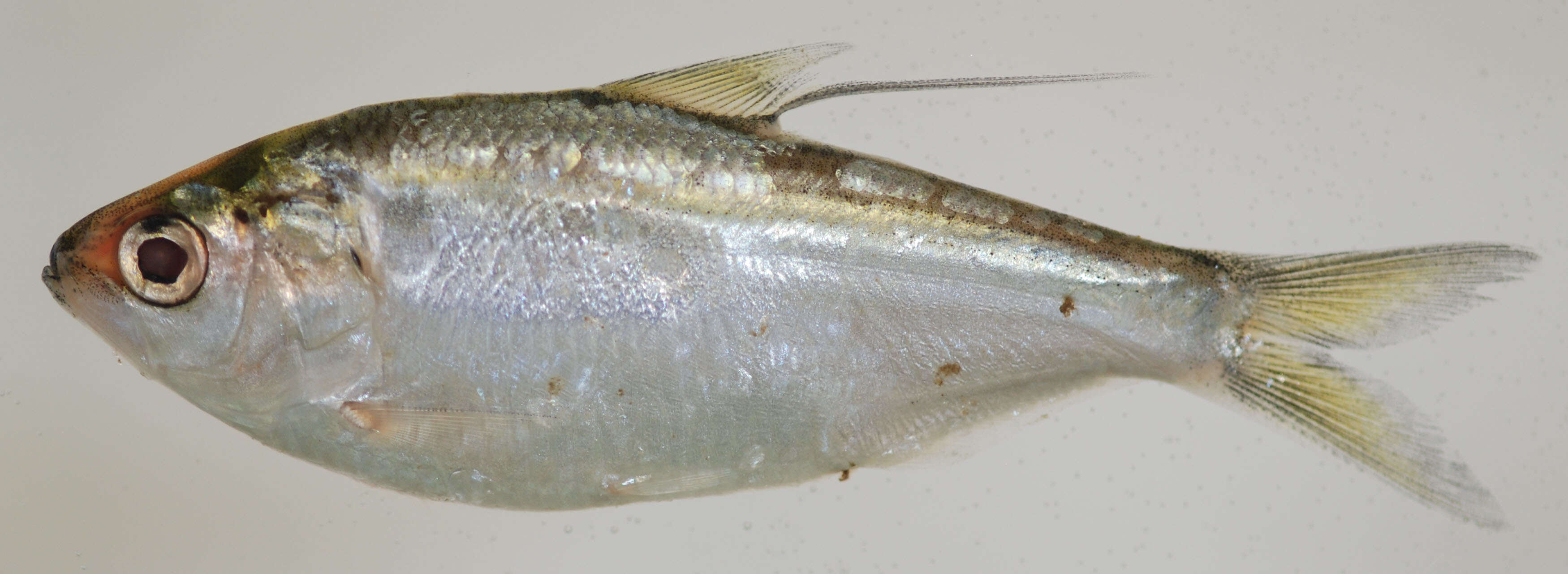 Image of Threadfin Shad