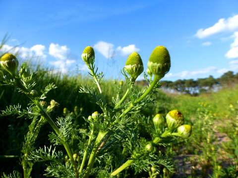 Image of disc mayweed