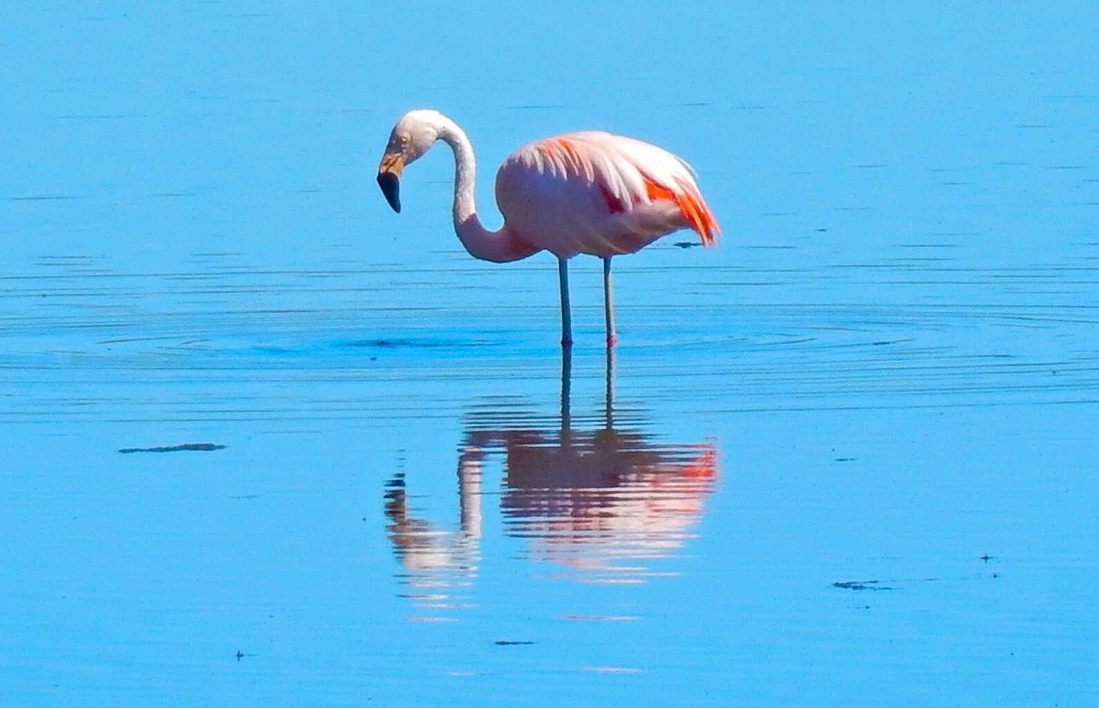 Imagem de Phoenicopterus chilensis Molina 1782