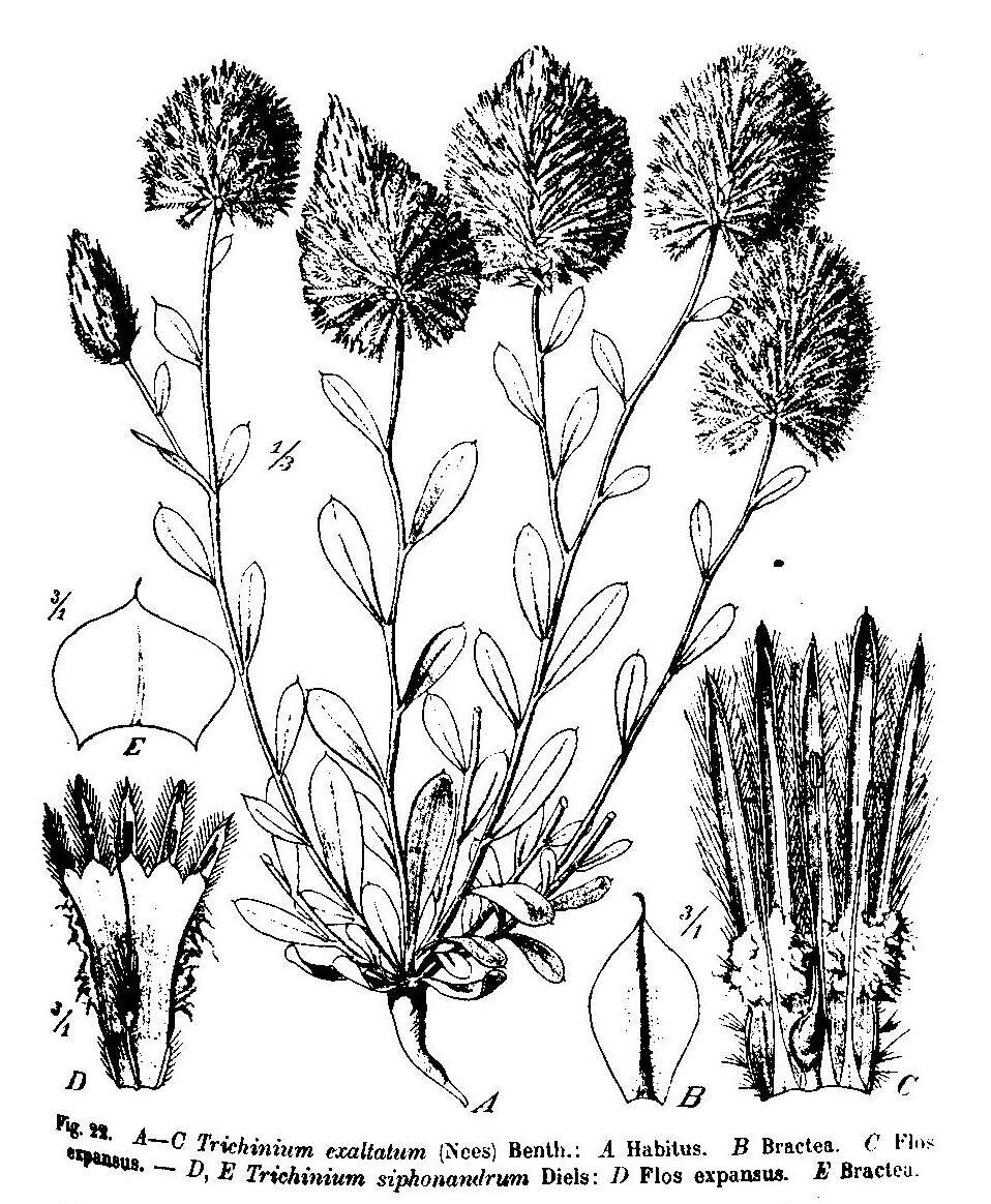 Image of Ptilotus exaltatus Nees