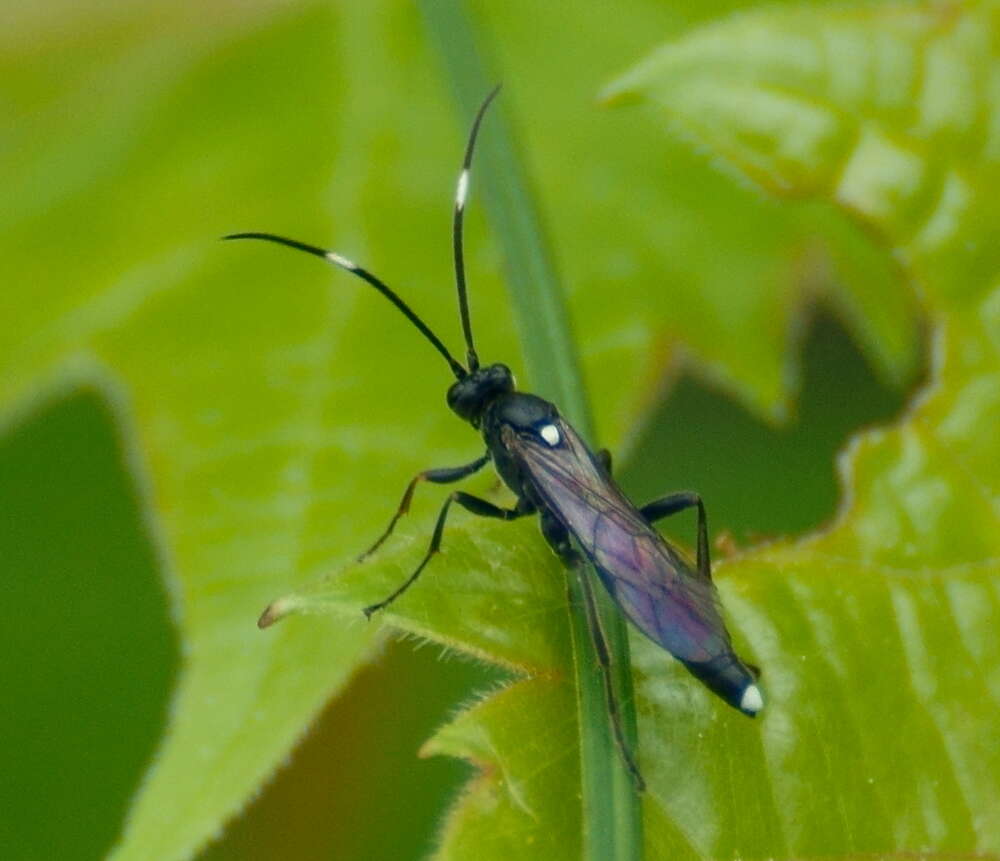 Image of Vulgichneumon brevicinctor (Say 1825)