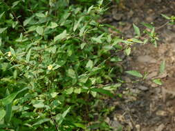 Image of common wireweed