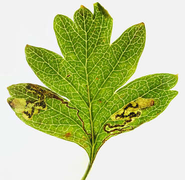 Image of Stigmella crataegella (Klimesch 1936) Klimesch 1948