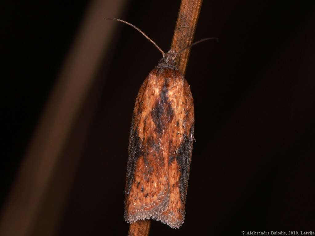 Image of Acleris rufana Denis & Schiffermüller 1775