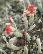 Image of Cladonia macilenta