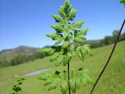 Image of Cheilanthes austrotenuifolia H. M. Quirk & T. C. Chambers