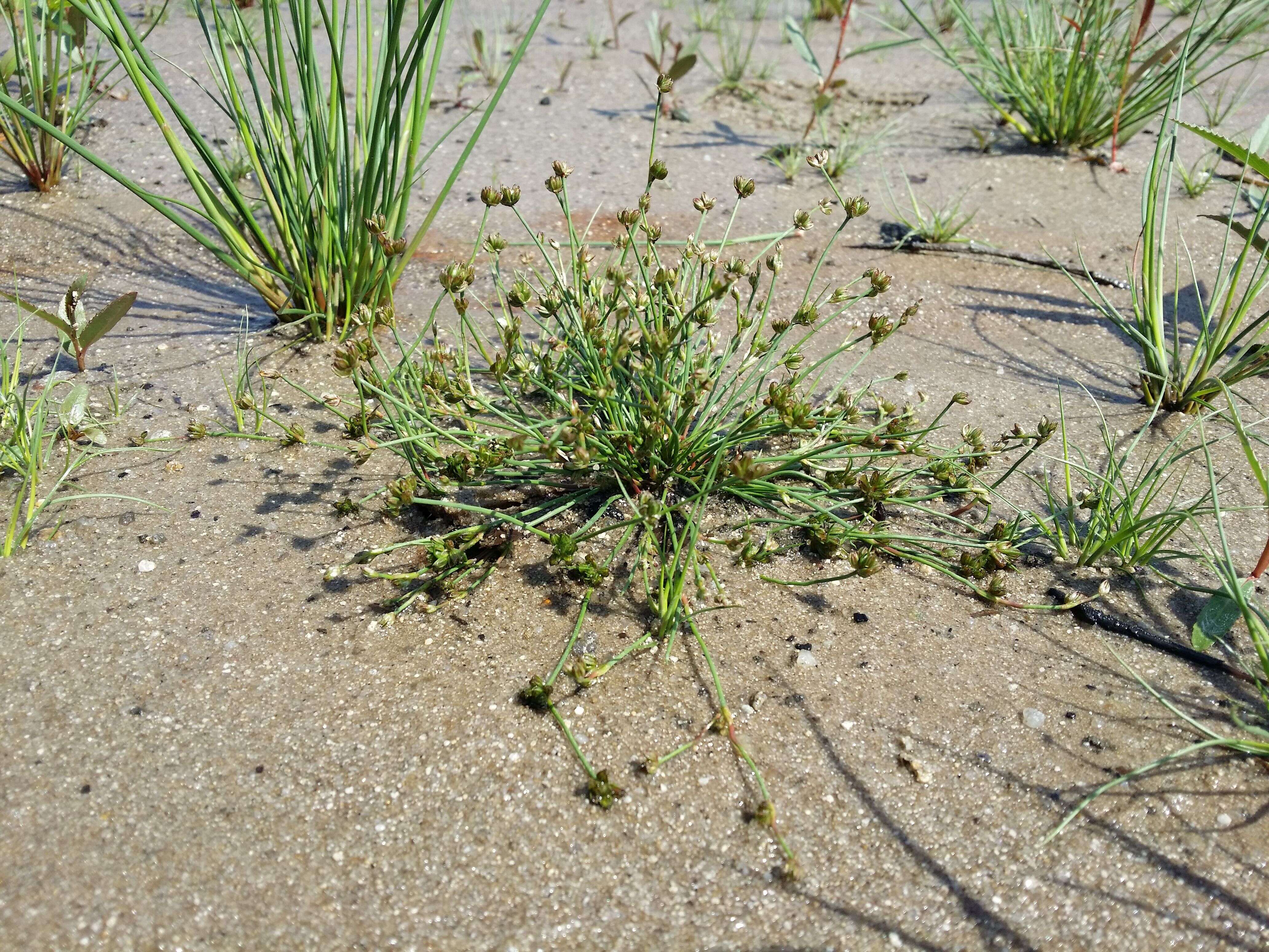 Image of Bulbous Rush