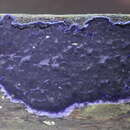 Image of Terana caerulea