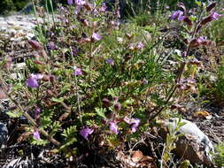 Image of Red hemp nettle