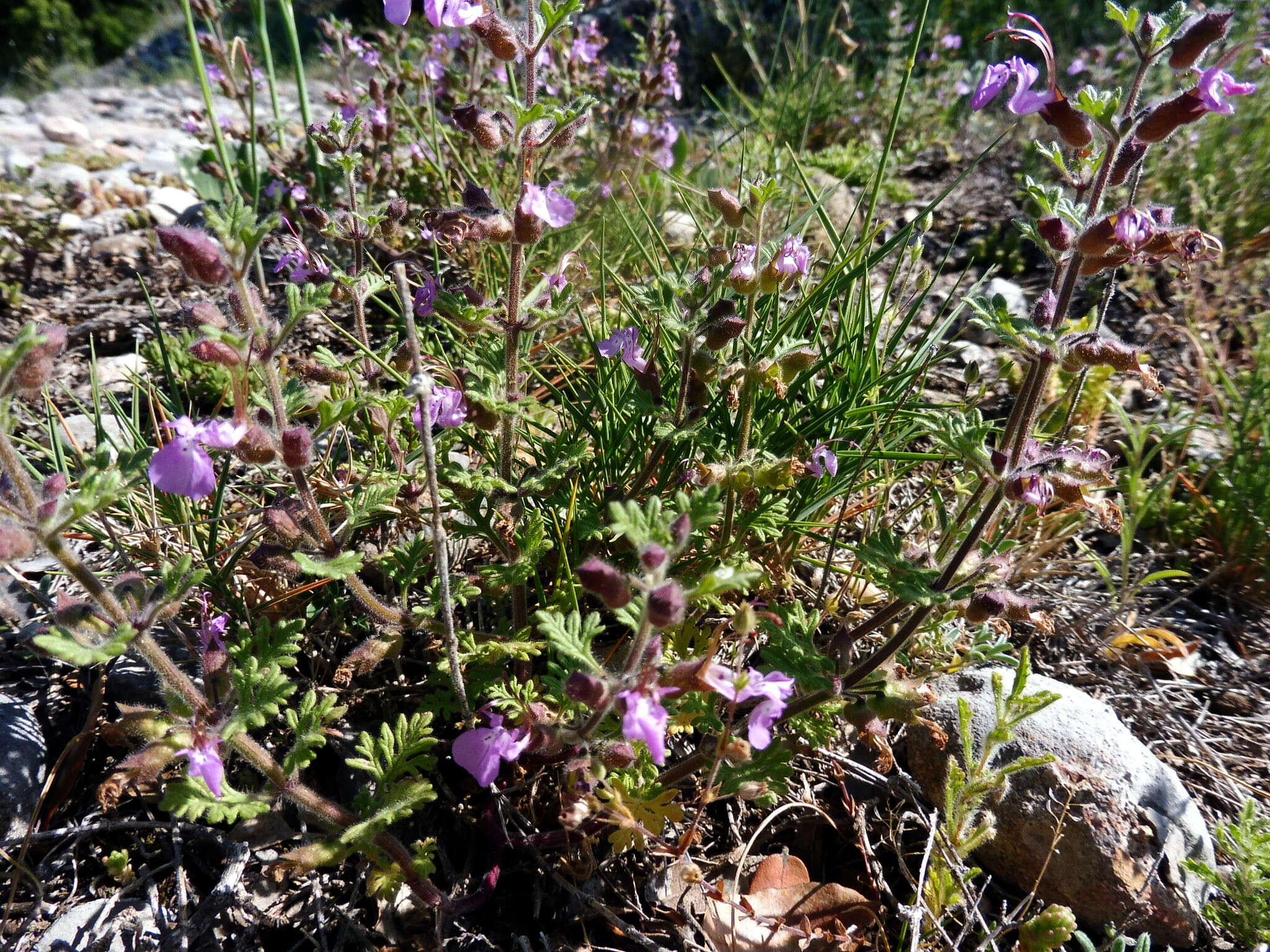 Image of Red hemp nettle