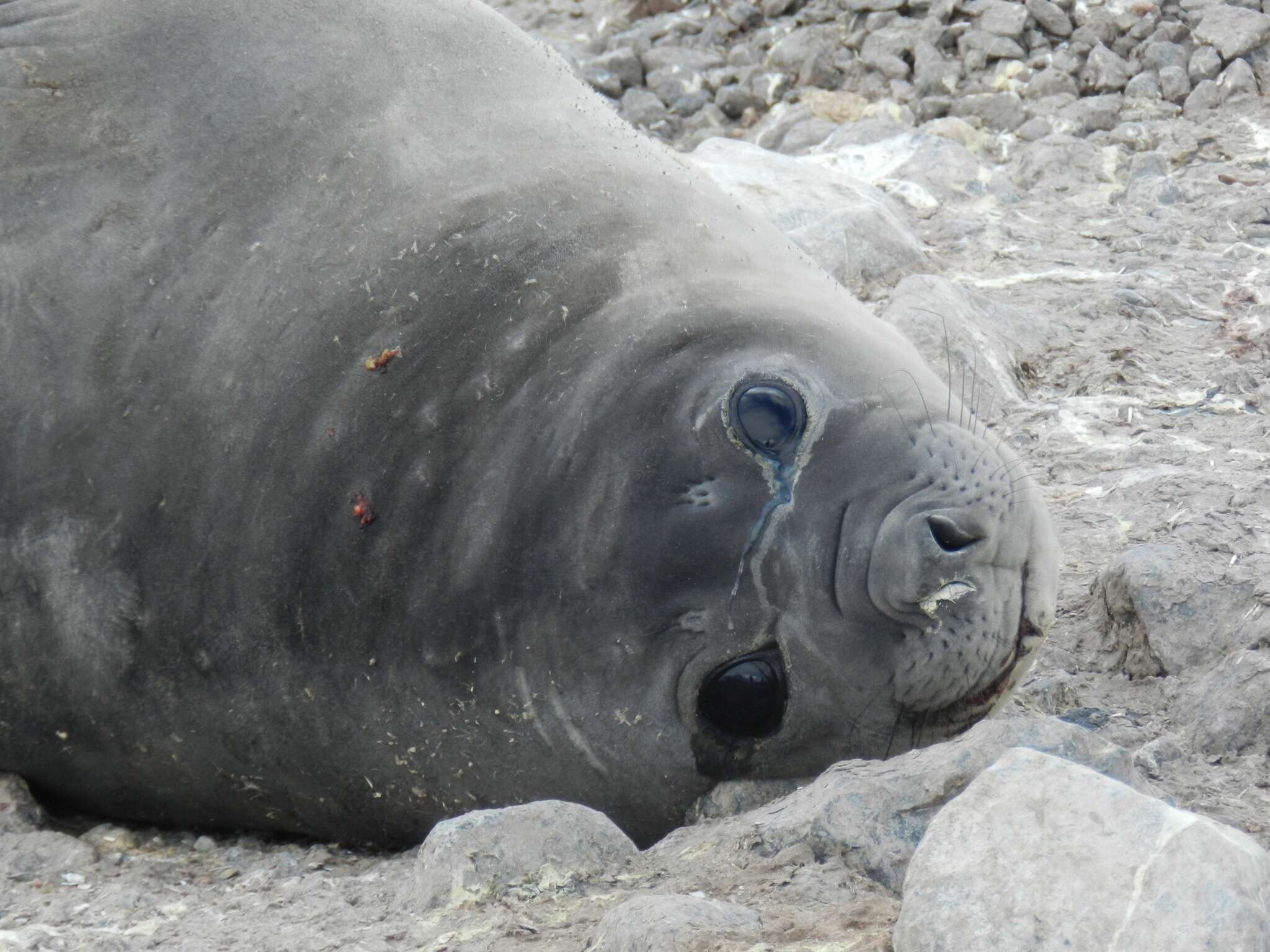 Image of South Atlantic Elephant-seal