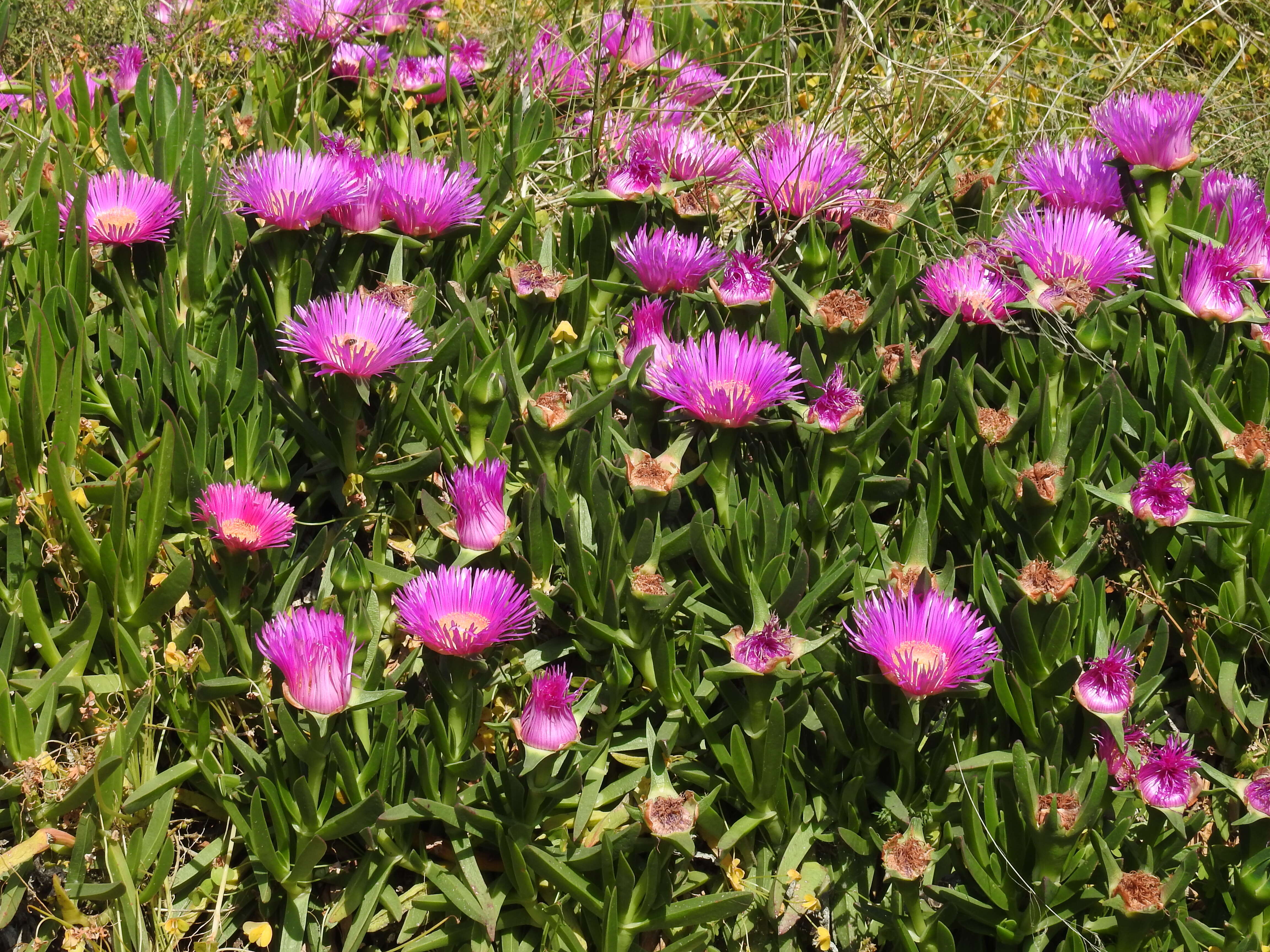 Image of Carpobrotus acinaciformis (L.) L. Bol.