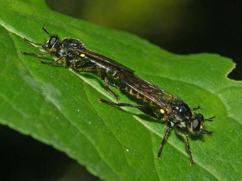 Image of Choerades marginata